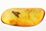 Detailed Fossil Ichneumon Wasp (Ichneumonoidea) In Baltic Amber #294336-1